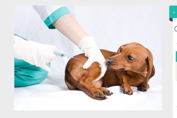vacunas cachorros efectos secundarios