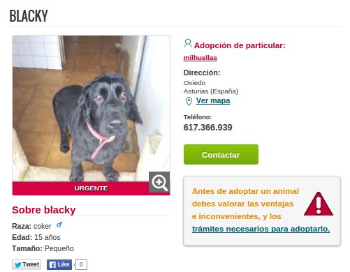 perros peque os de pelo corto razas razas de perros peque 241 os de pelo largo y de pelo corto perros peque os de pelo corto razas razas de perros peque 241 os de pelo largo y de pelo corto